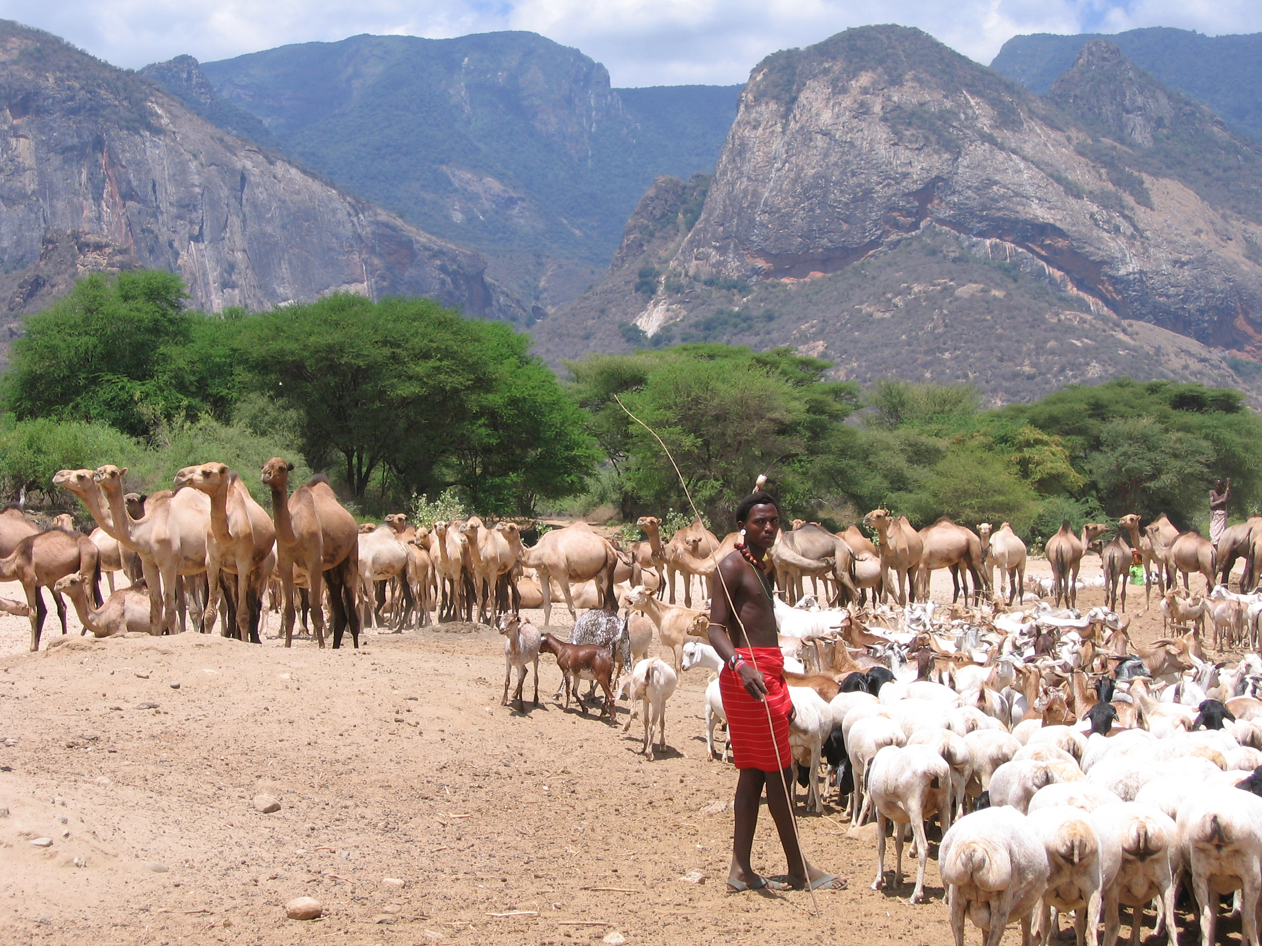 Samburu Cattle